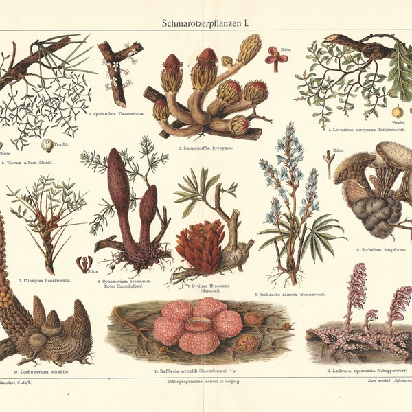 1902 Parasitic Plants Cytinus Hypocistus Cynomoriaceae Loranthus Europaeus Fungi Original Antique Lithograph Botanical Print Botany