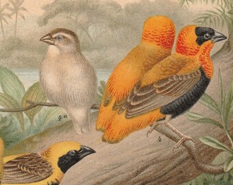 1893 Weaverbirds Passerine Birds Ploceidae Antique Lithograph Original Print Ornithology Weaver Finches Bishops