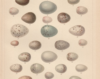 1893 Bird's Eggs Central European Songbirds Antique Lithograph Original Print Ornithology Nature Wildlife