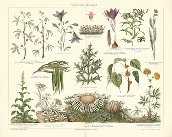 1902 Plants Protection Methods Flowers Original Antique Lithograph Botanical Print Botany