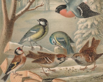1893 Songbirds Passeri Birds Antique Lithograph Original Print Ornithology Birds of Central Europe