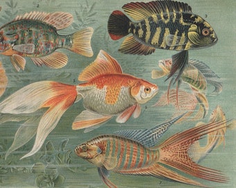 1902 Aquarium Fish Species Ornament Fish Original Antique Lithograph Print Zoology Ichthyology