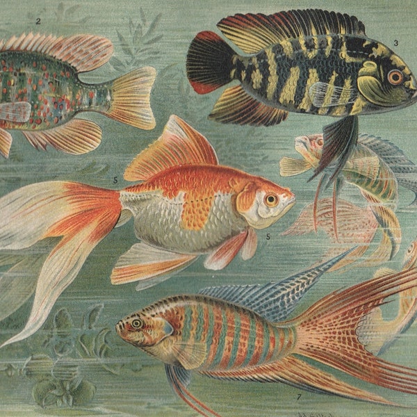 1902 Aquarium Fisch Art Ornament Fisch Original Antike Lithographie Druck Zoologie Ichthyologie