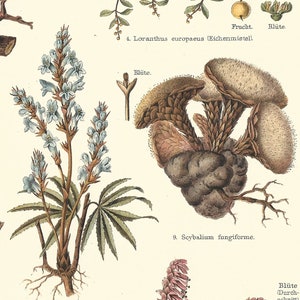 1902 Parasitic Plants Cytinus Hypocistus Cynomoriaceae Loranthus Europaeus Fungi Original Antique Lithograph Botanical Print Botany image 3