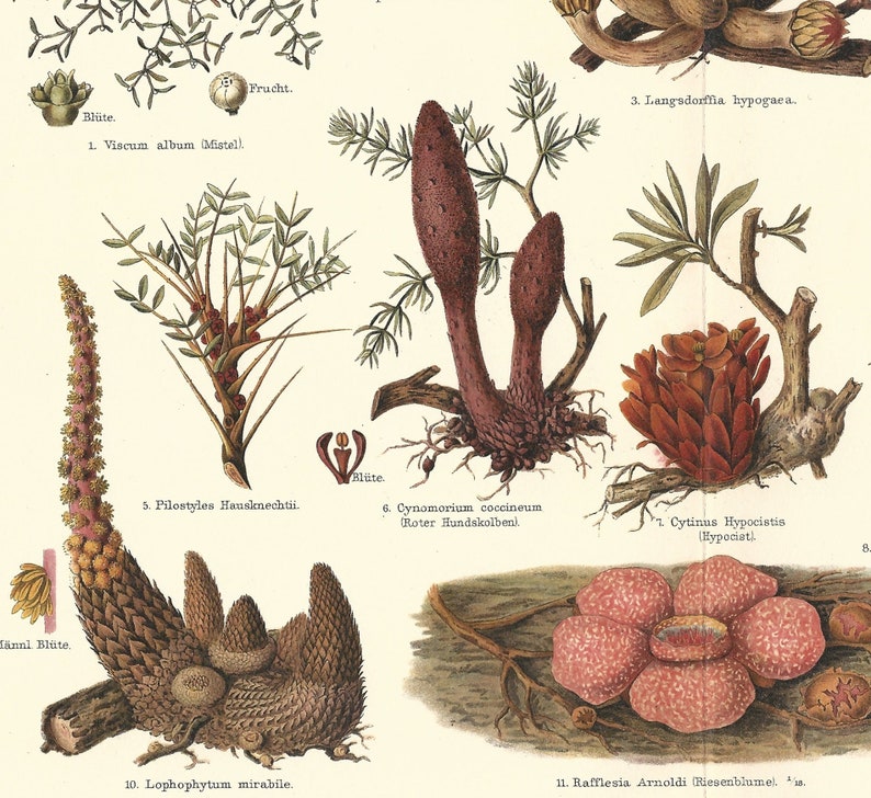 1902 Parasitic Plants Cytinus Hypocistus Cynomoriaceae Loranthus Europaeus Fungi Original Antique Lithograph Botanical Print Botany image 2