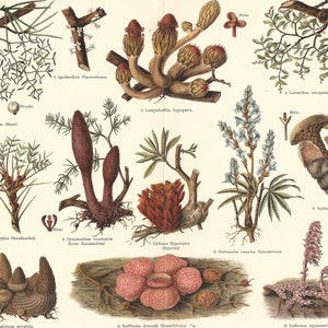 1902 Parasitic Plants Cytinus Hypocistus Cynomoriaceae Loranthus Europaeus Fungi Original Antique Lithograph Botanical Print Botany image 4