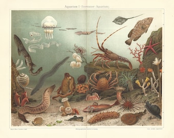 1902 Sealife Marine Biology Original Antique Lithograph Print Animals Fish Crustaceans Lobster Jellyfish Crab Aquarium