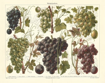 1902 Wine Grapes Fruits Oenology Winemaking Original Antique Lithograph Botanical Print Botany