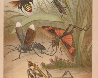 1893 Exotic Insects Hymenoptera Bee Wasp Grasshopper Antique Lithograph Original Print Entomology Nature Wildlife