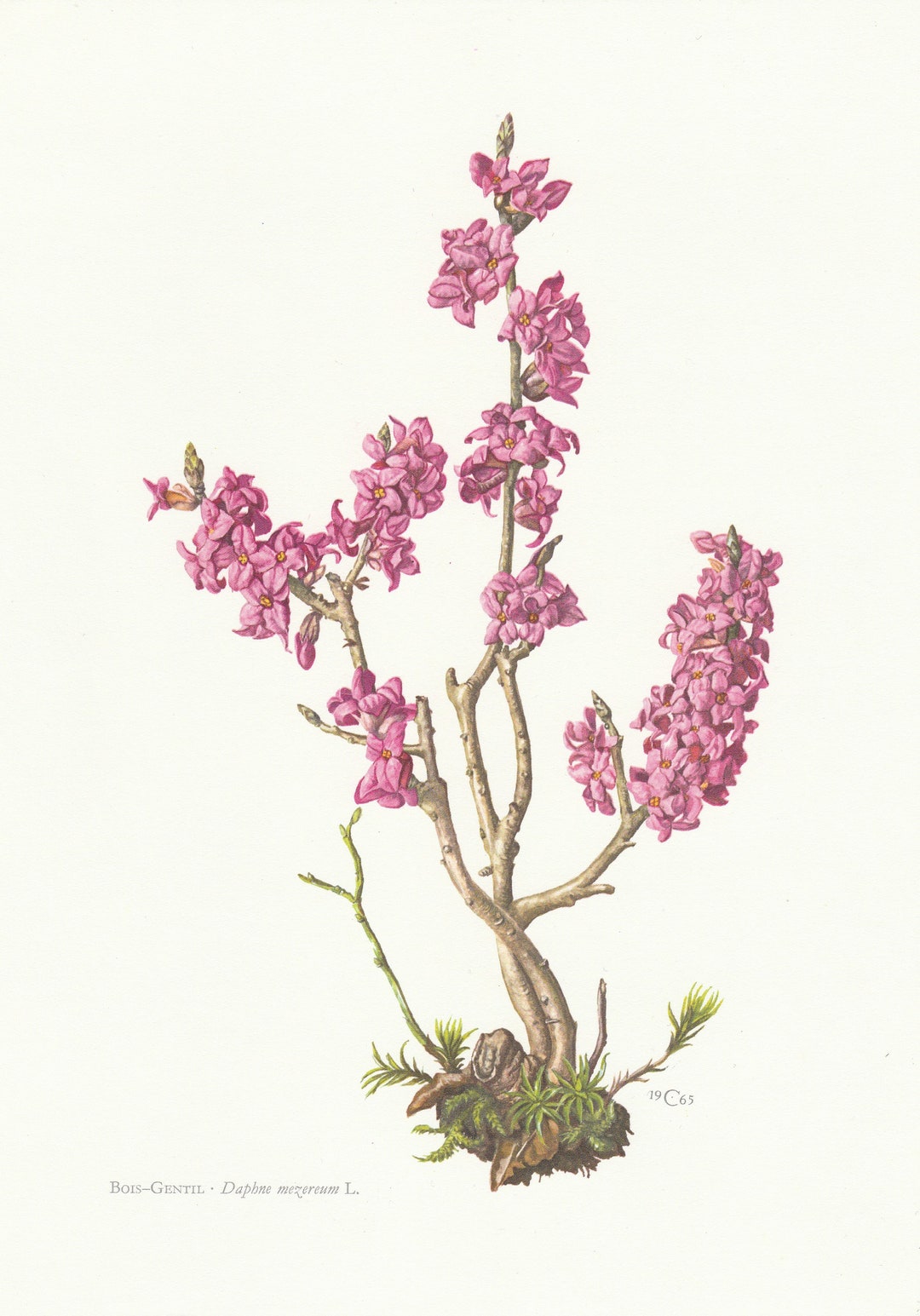 1959 Mezereum Mezereon Or February Daphne Daphne Mezereum Etsy