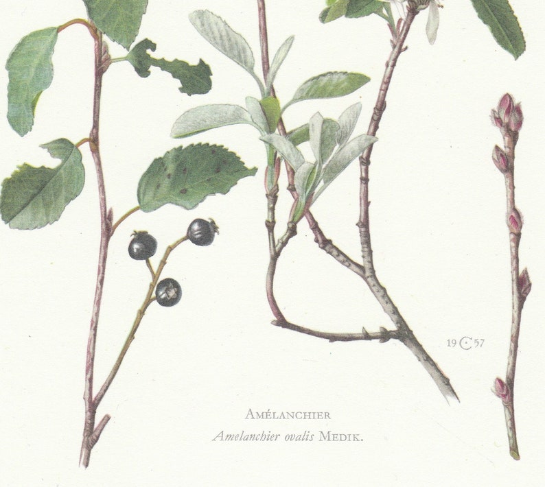 1959 Snowy Mespilus Amelanchier Ovalis Vintage Botanical Print Original Offset Litograph Botany Plants image 3