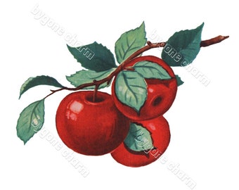 May include: A branch of a tree with three red apples and green leaves.