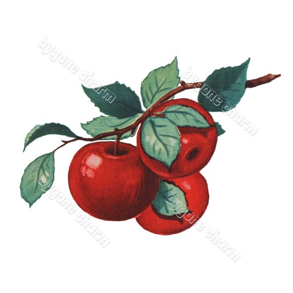 Vintage RED APPLE Tree Branch Clip Art - DIY Printable Digital Download