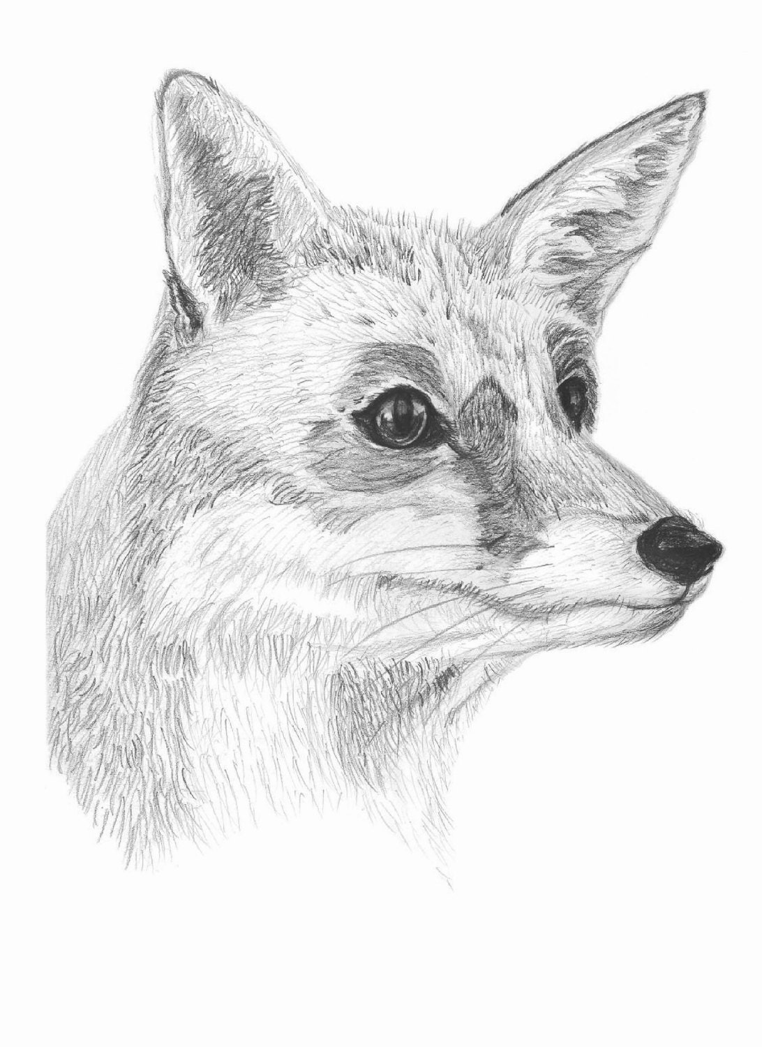 Fuchs Skizze Kunstdruck Fuchs Fuchs Bild Wandkunst Tier - Etsy