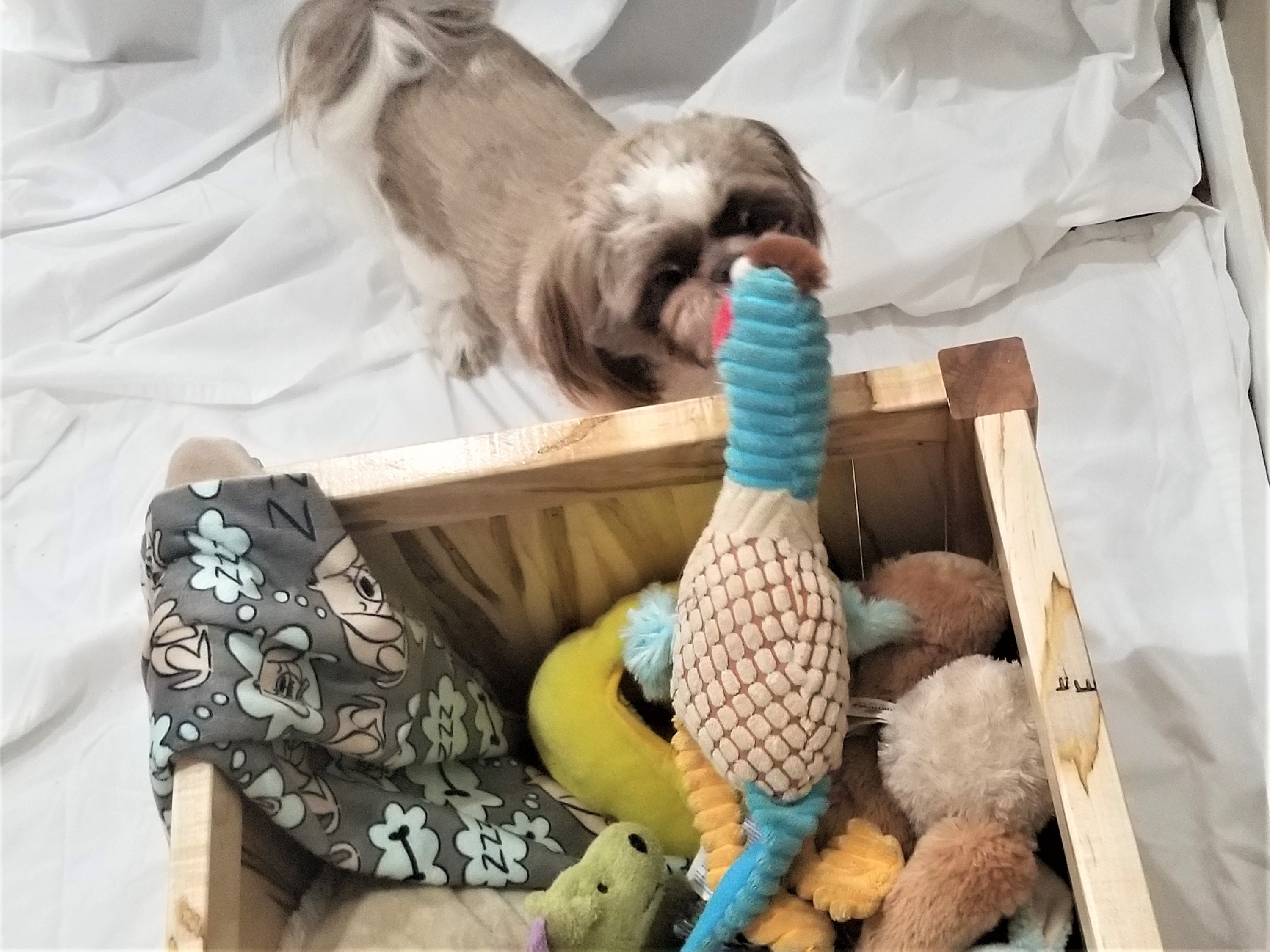 custom dog toy box