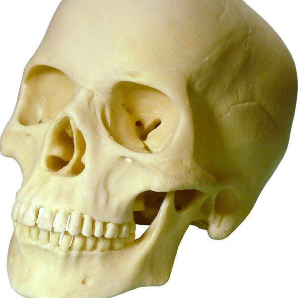 Human Skull Exact Replica 1:1 Life Size Real Human Anatomy Skull Model # 3093003