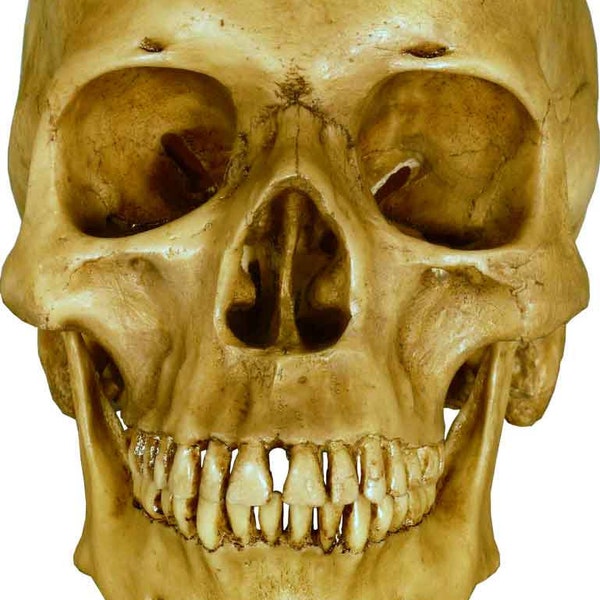 Réplique vintage de crâne humain brun terre relique #3093-1010