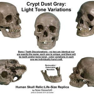 Authentischer menschlicher Schädel-Replik in Lebensgröße, Krypta, Staubgrau, Made in den USA