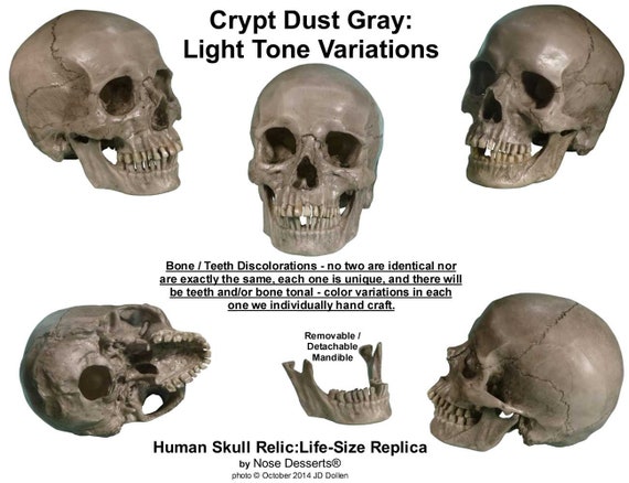 Authentic Human Skull Life Size Replica Aged Relic Crypt