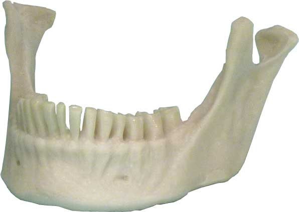 その他 VINTAGE JAW BONE CALIFORNIA FREE FORM VINTAGE JAW BONE CALIFORNIA FREE FORM Vintage Weathered Sun