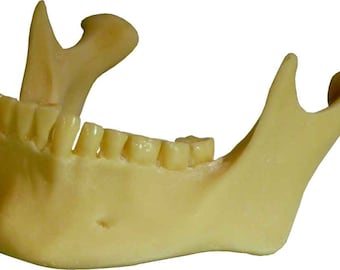 その他 VINTAGE JAW BONE CALIFORNIA FREE FORM il_fullxfull.1683366615_qnc9.jpg