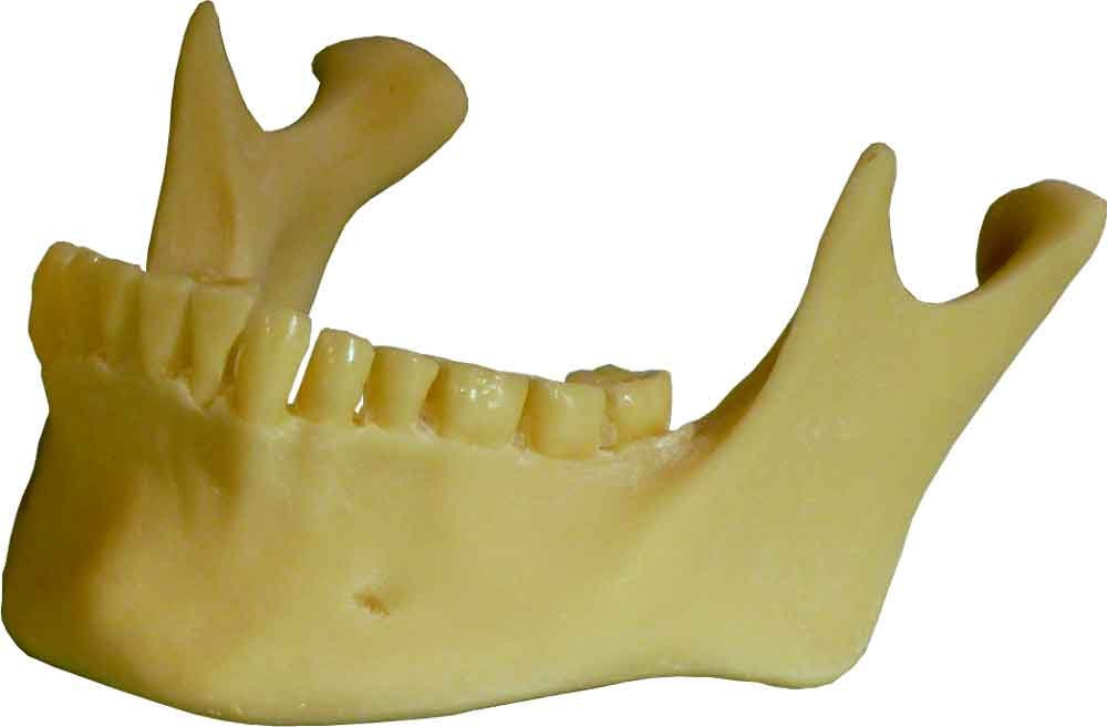 Authentic Human Mandible - Jaw Replica Relic Life Size Name Card