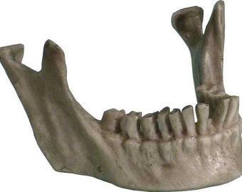 その他 VINTAGE JAW BONE CALIFORNIA FREE FORM il_340x270.1683366615_qnc9.jpg