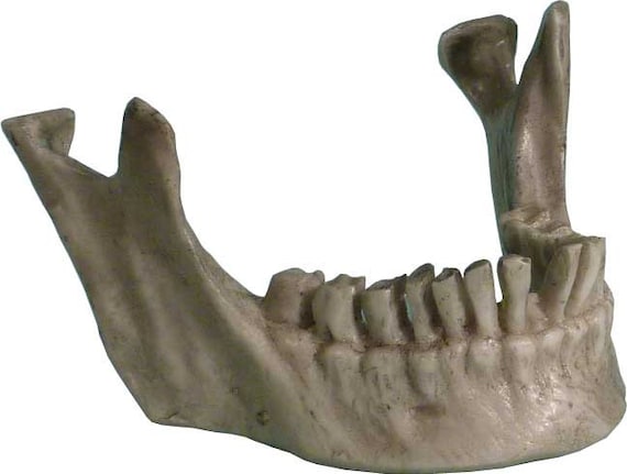 Authentic Human Mandible - Jaw Replica Relic Life Size Name Card