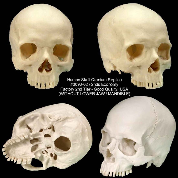 Human Skull Cranium Exact Replica 1:1 Life Size Real Human Anatomy