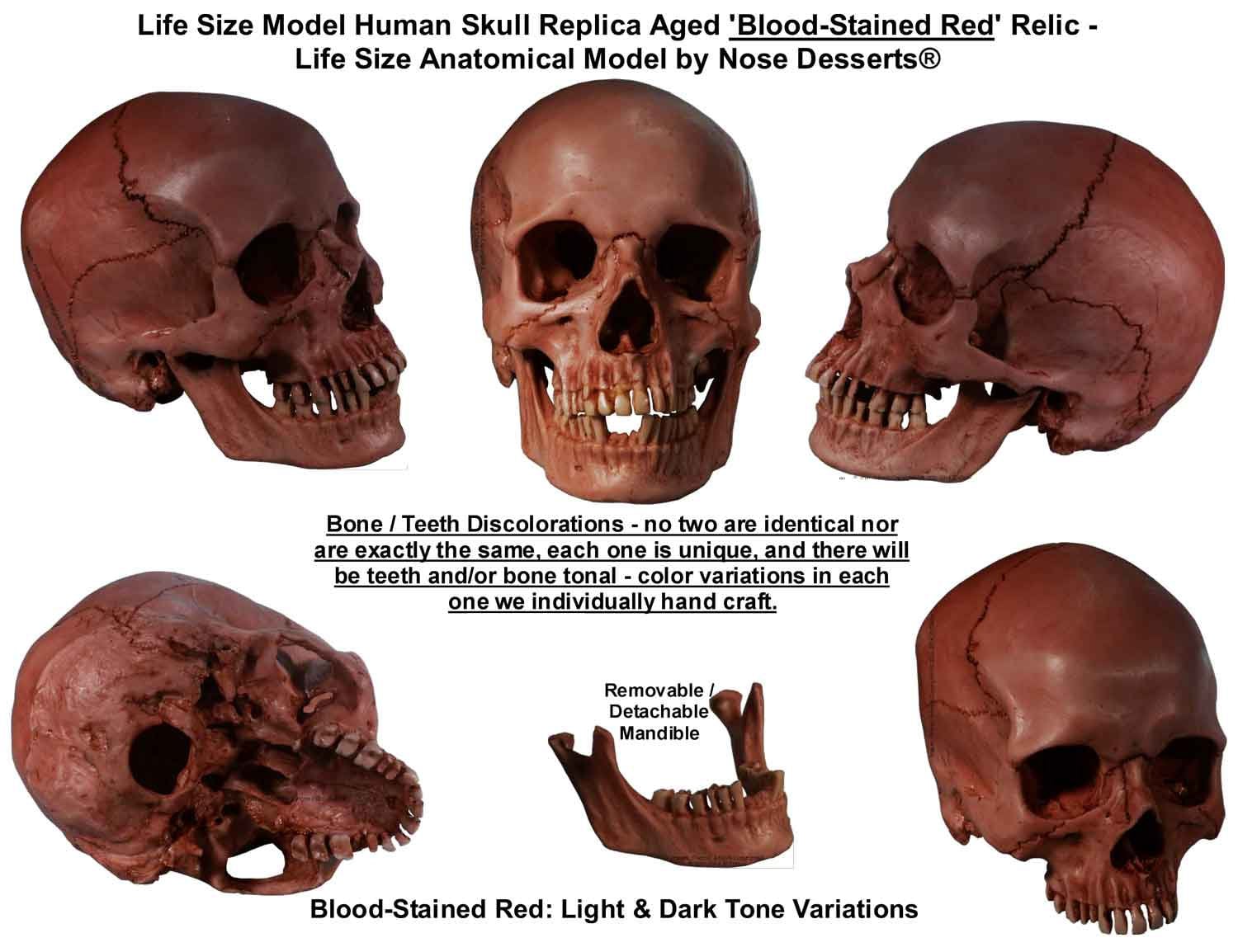 Authentic Human Skull Life Size Replica Aged Relic Blood