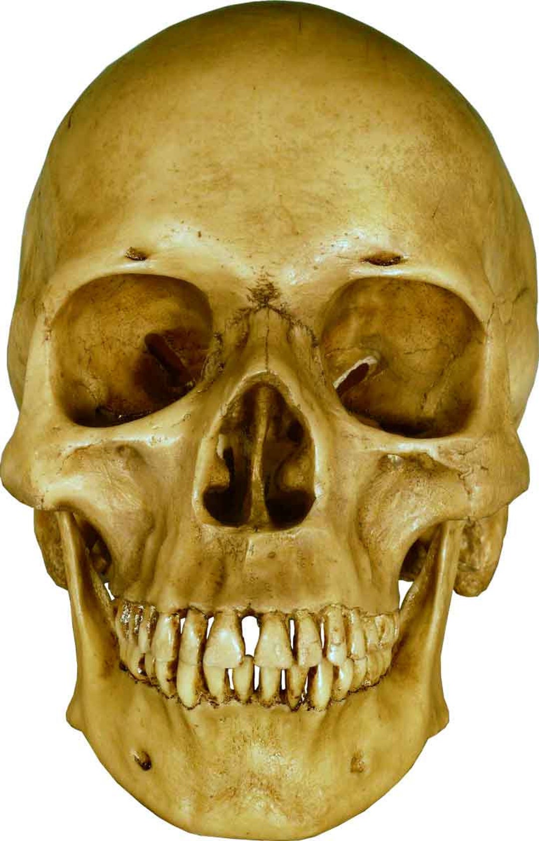 Vintage Human Skull Replica Earth Brown Aged Relic 3093-1010