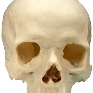Human Skull Cranium Exact Replica 1:1 Life Size Real Human Anatomy Cranium, Factory 2-nds, Lower Tier Quality #3093CR-2nd