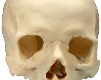 Menschlicher Schädel Schädel Genaue Replik 1: 1 Lebensgroße Echte Menschliche Anatomie Schädel, Fabrik 2-nds, Low Tier Qualität # 3093CR-2nd