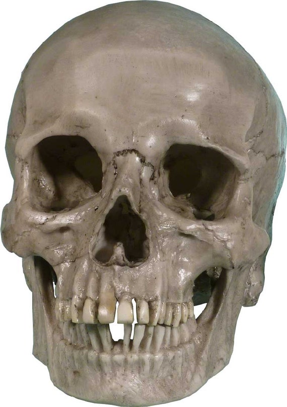 Authentic Human Skull Life Size Replica Aged Relic Crypt