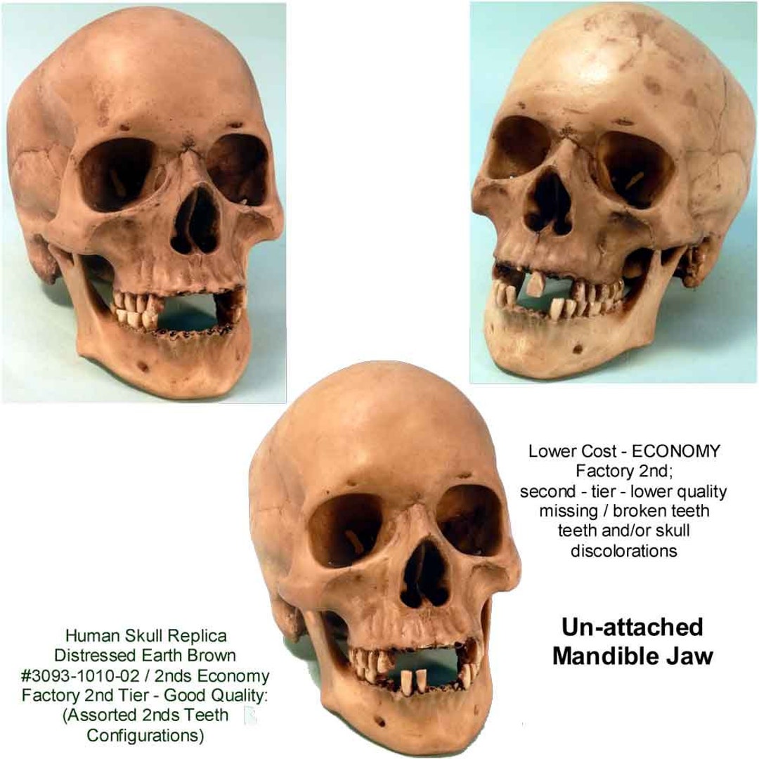 Human Skull Replica Dental Distressed Earth Brown or Crypt Dust