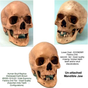 Human Skull Replica Dental Distressed Earth Brown or Crypt Dust Gray #3093-9010-02 and 9020-02