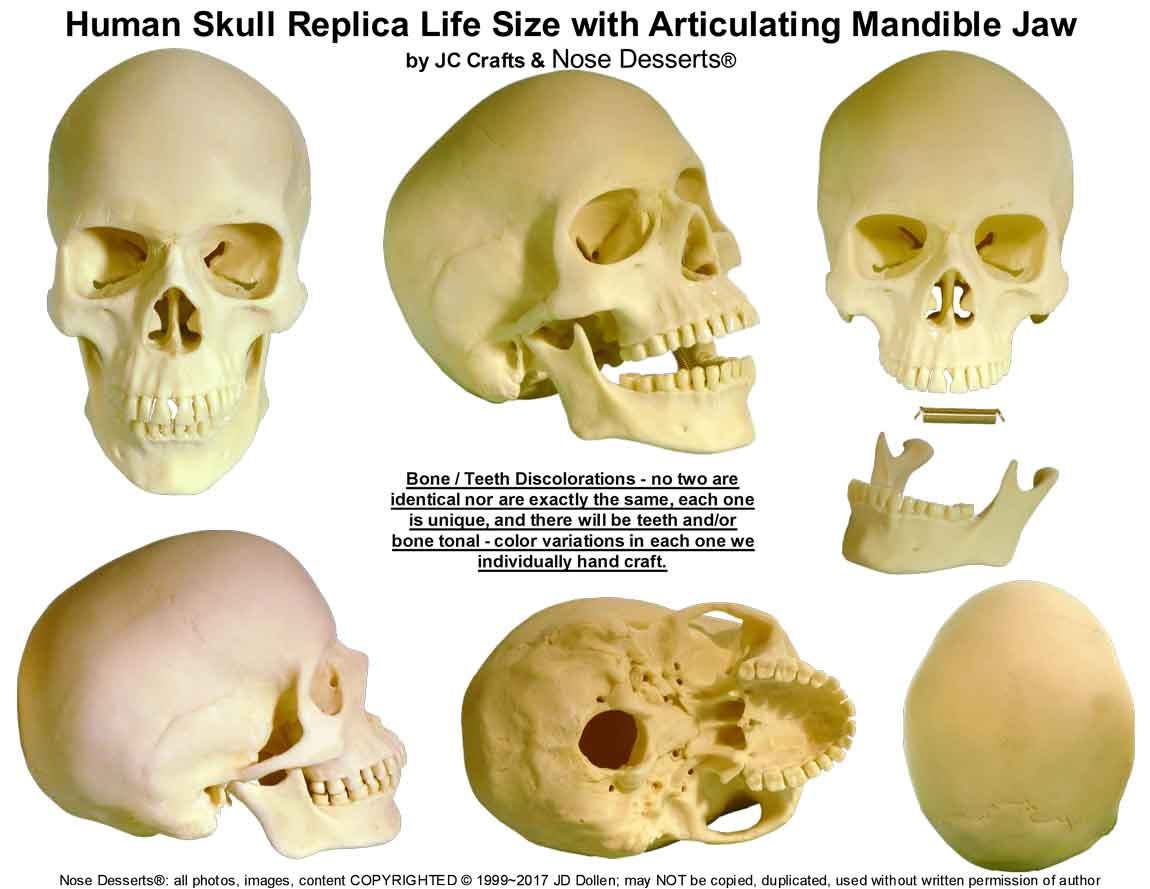 Human Skull Replica Life Size With Articulating Mandible Jaw - Etsy