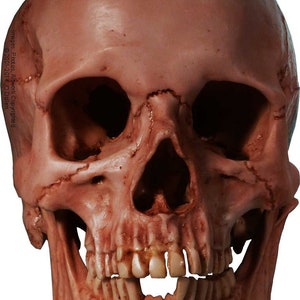 May include: A detailed anatomical model of a human skull, featuring a realistic bone structure and teeth. The skull is painted in a light brown colour, giving it a natural appearance.