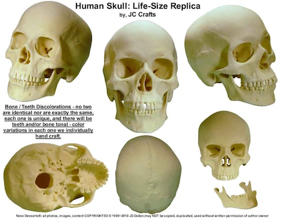 Realistic Human Skull Model Anatomical Medical Skeleton Halloween Yellow