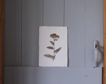 Pressed Flower Art – Achillea on Cotton Rag Paper