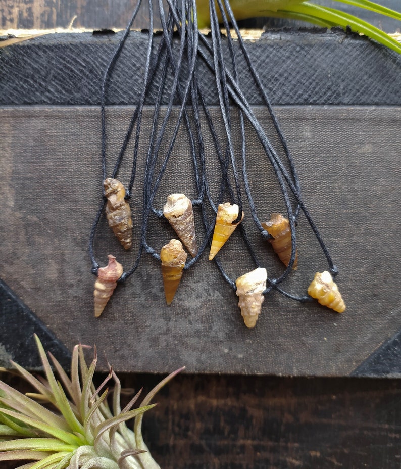 Gastropod Fossil Necklace. Unisex Crystal Necklace