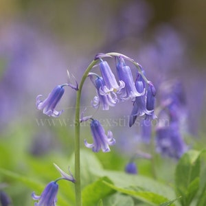 Bluebell Fine-Art Photographic Greeting Card - Flower Photography - Woodland Flowers Photo Card - Macro Bluebell Card