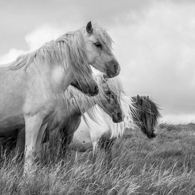 Wild Ponies Fineart Black and White Photographic Greeting Etsy