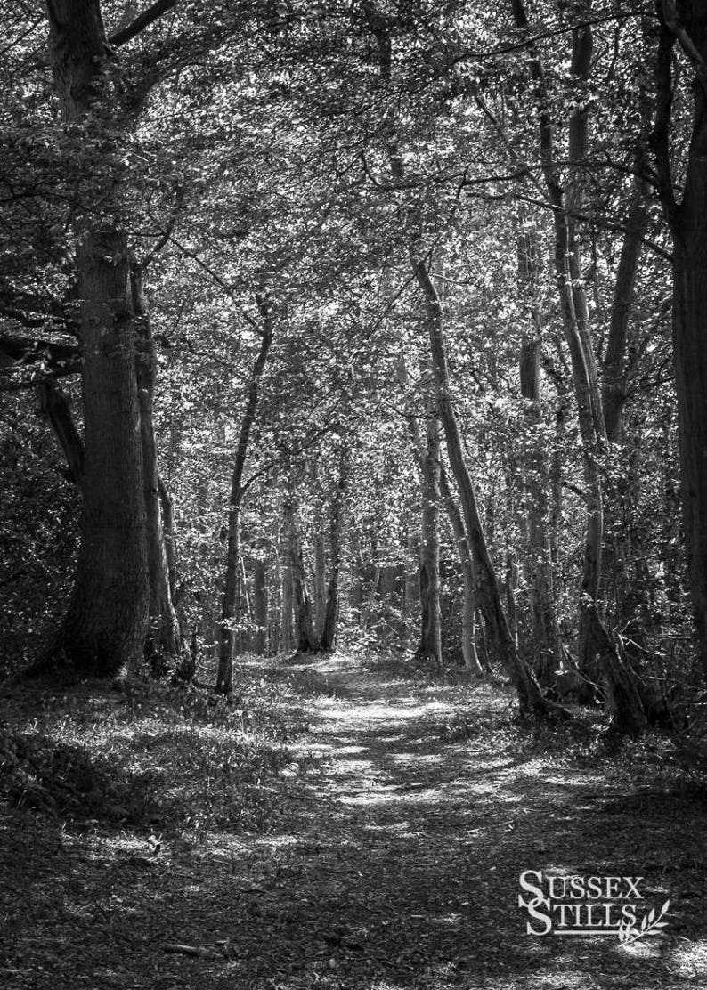 Tree Card Blank Greeting Card Black /& White Photography Fine Art Card Tree Print Tree Photo Nature Card Black and White Print