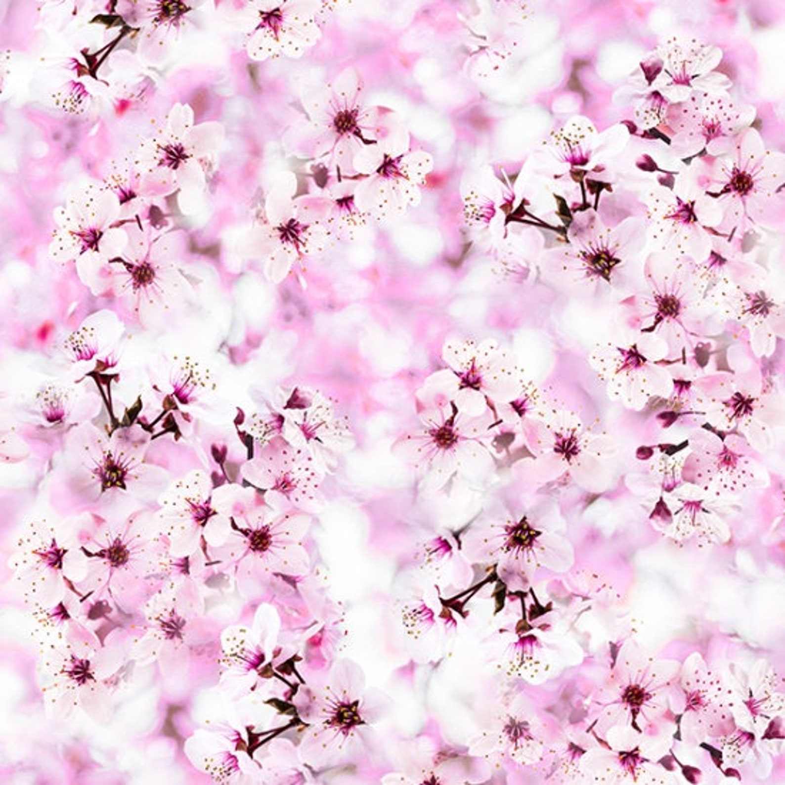 Hoffman Dragonfly Dream Fabric Collection Etsy