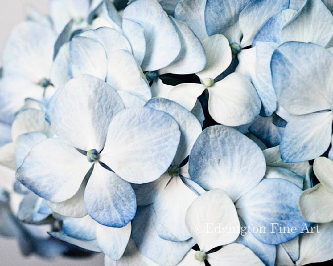 Blue Hydrangea Bathroom Decor