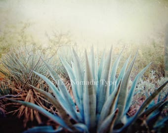 Cactus Photography, Green Cactus Photo, Desert Pictures, Cactus Wall Art, Desert landscape, Cacti Print, Desert photography, Nature Decor