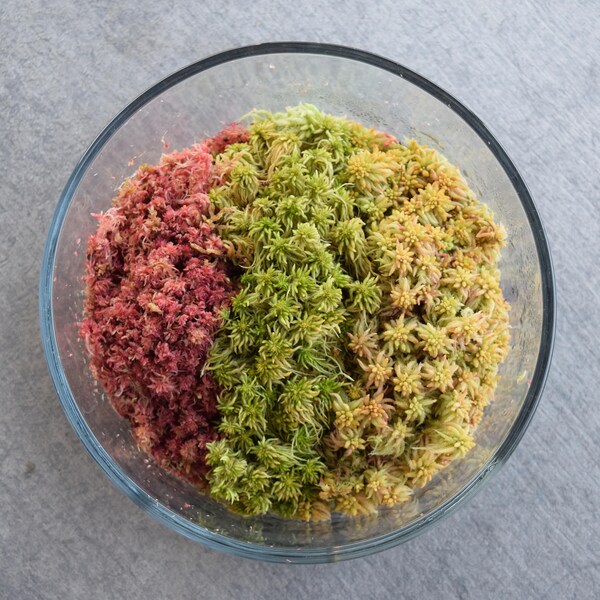 Sphagnum Variety Pack (For Terrariums, Carnivorous Plants)