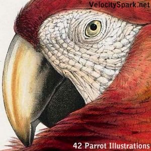 Parrot Illustrations