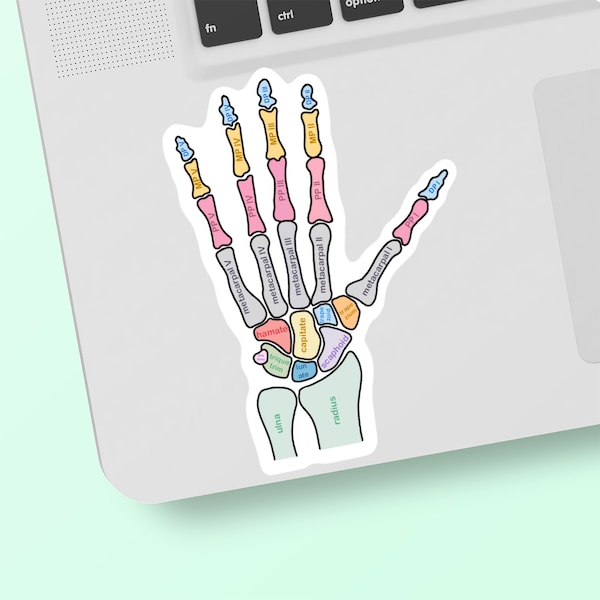 3.5” Hand Bones Vinyl Sticker | Occupational Therapy | Physical Therapy | Medical Student | Nursing Student